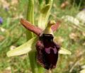 Ophrys promontorii